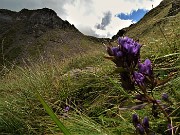 77 Genzianella germanica (Gentianella rhaetica o forse  anisodonta) con vista verso la Bocchetta Triomen